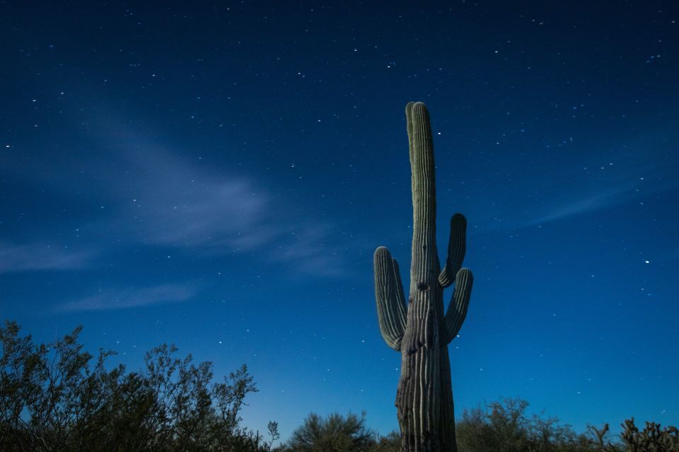 Summer nights come alive when you Walk on the Wild Side at Boyce Thompson Arboretum.  