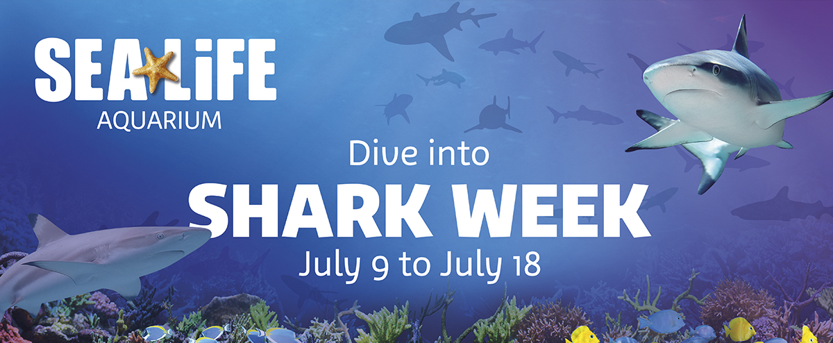 Celebrate Shark Week at SeaLife Aquarium 