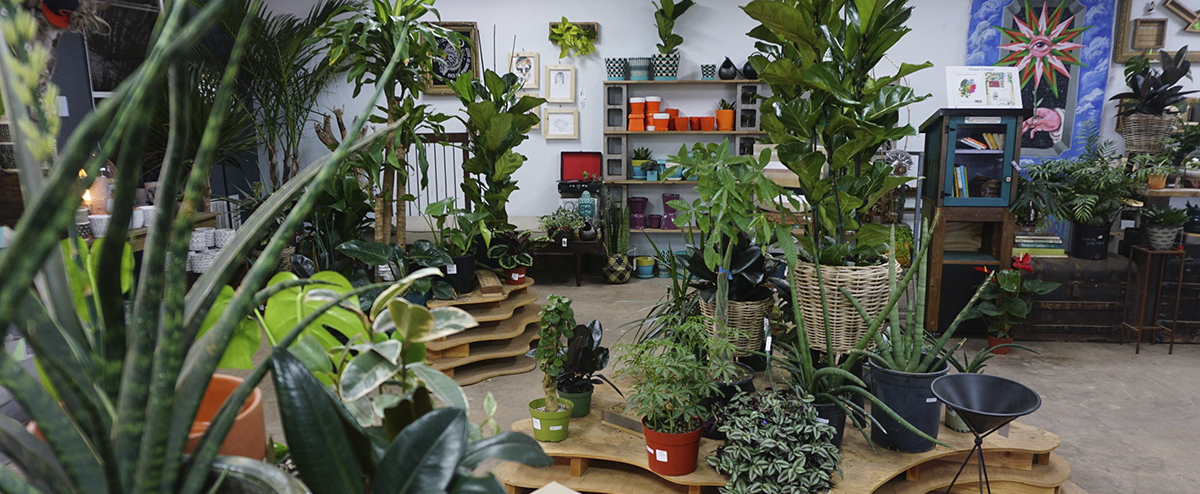 Head to Dig It gardens and learn about growing houseplants in our unique climate. 