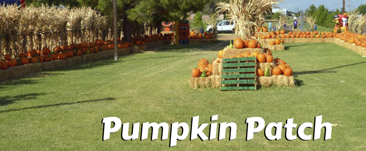 Come visit The Pumpkin Patch at Mother Nature’s Farm, rated Arizona’s best in the New Times.