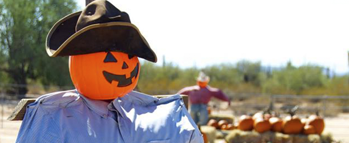 MacDonald's pumpkin patch has more than just the perfect pumpkin.